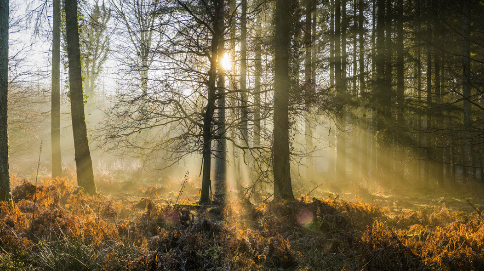 Japanese forest bathing: exploring woodlands and forests in a mindful way boosts wellbeing